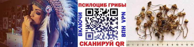 blacksprut ссылка  Евпатория  Псилоцибиновые грибы GOLDEN TEACHER 